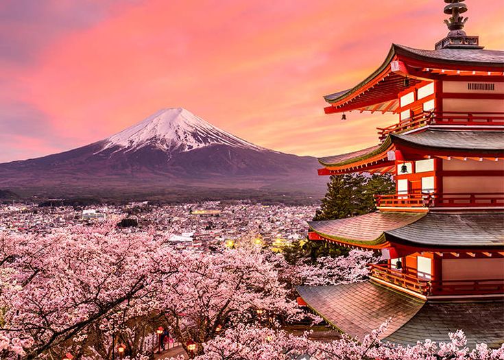 cherry blossoms spring