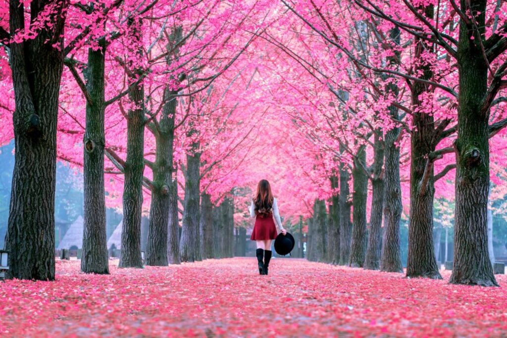 Best Japan Tour Packages
