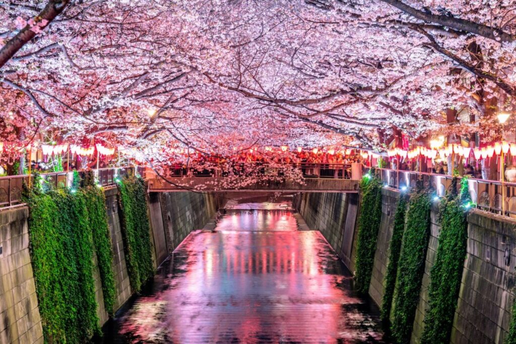 Japan Cherry Blossom Tour Packages