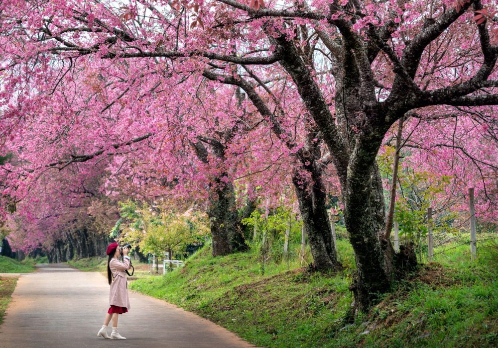 Japan Cherry Blossom Tour Packages